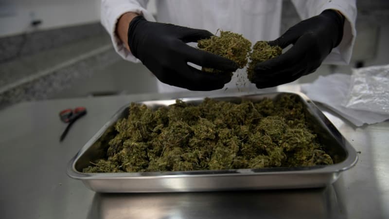 Anxiété, stress-post traumatique, TCA: le cannabis n'aurait "aucun bénéfice" contre les troubles psychiatriques