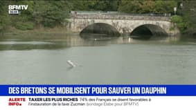 Des Bretons se mobilisent pour sauver un dauphin bloqué dans le port de Saint-Goustan