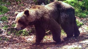 Un ours photographié à une date non communiquée de 2020 dans les Pyrénées, par l'association "Pays de l’ours".
