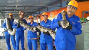 Cet énorme python a été retrouvé en Malaisie.