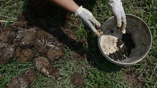 La femme d'un cornac extrait des grains de café de la bouse d'éléphants le 10 avril 2015 à Chiang Saen, dans le nord de la Thaïlande