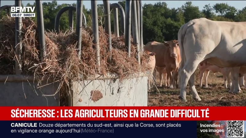 "Une baisse de chiffre d'affaires de 50.000 euros": les agriculteurs, touchés de plein fouet par les vagues de chaleur successives