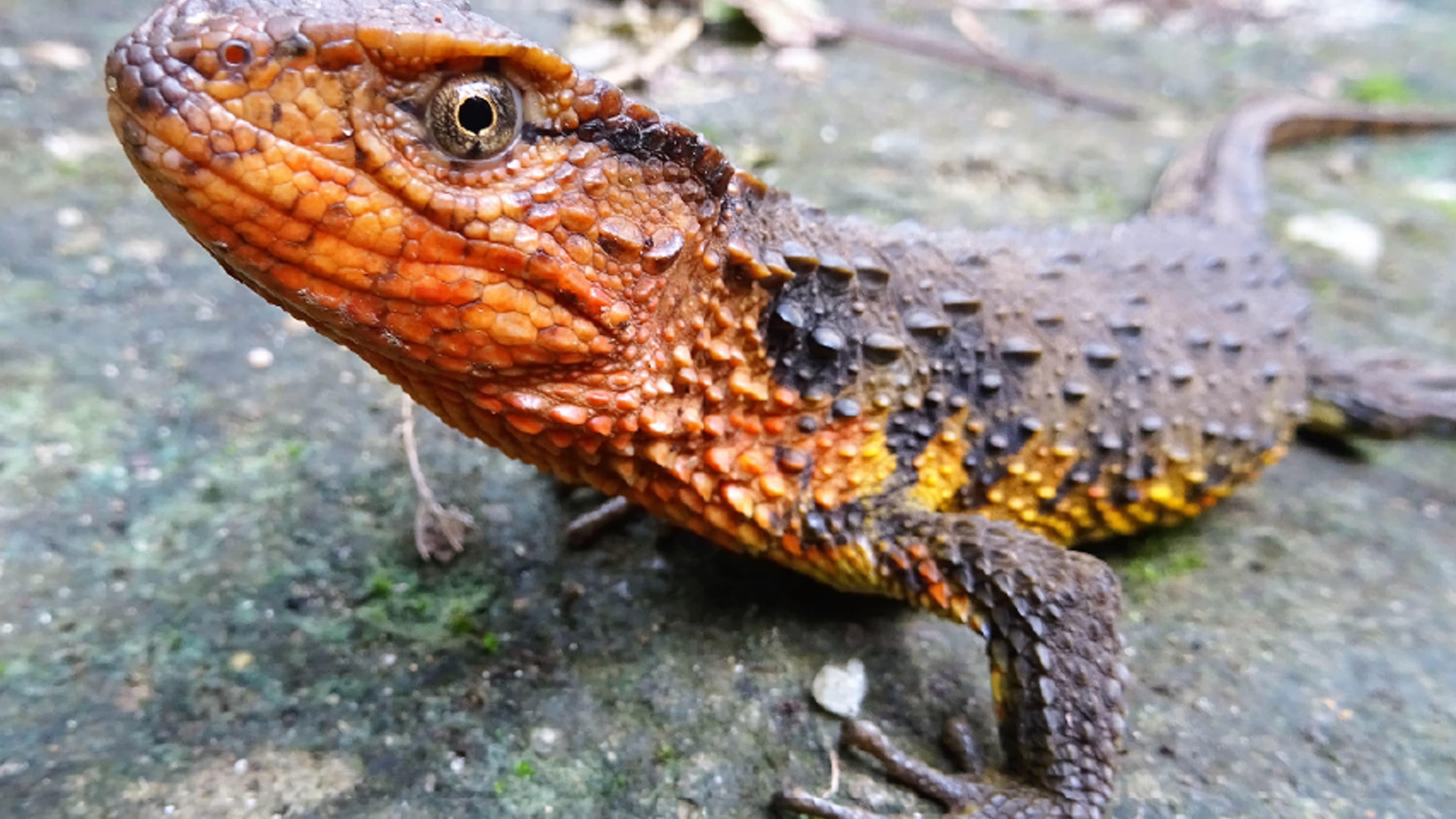 Un lézard crocodile. Un lézard crocodile.