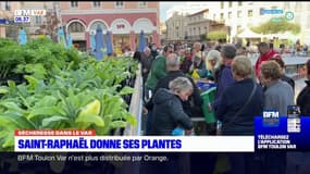 Sécheresse: faute de pouvoir les arroser, la Ville de Saint-Raphaël donne ses plantes