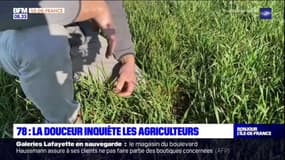 Yvelines: les agriculteurs s'inquiètent du manque de pluies