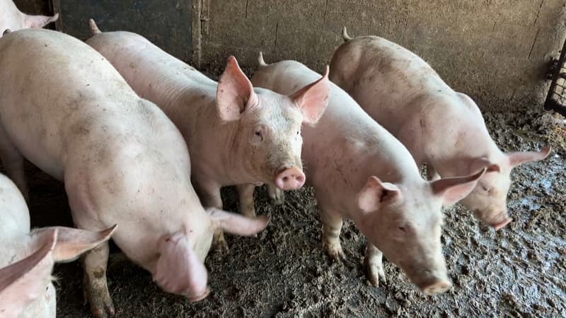 Fermeture de l'abattoir de Saint-Romain-de-Popey: les éleveurs porcins contraints de s'adapter