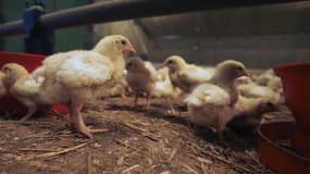 Selon la FNSEA, le secteur avicole français est en danger de mort après la décision du tribunal de commerce de Quimper de soutenir le plan de continuation du groupe volailler Doux. L'actuel PDG du groupe, Charles Doux, reproche quant à lui à l'offre concu