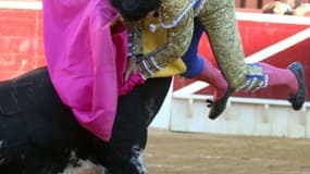Un taureau encorne Francisco Rivera Ordoñez, dit "Paquirri", lors d'une corrida, le 10 août 2015 à Huesca, dans le nord de l'Espagne