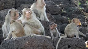 Des macaques - Image d'illustration