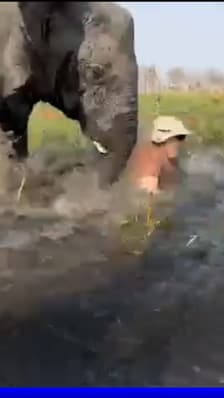 Une éléphante charge des touristes au Botswana 