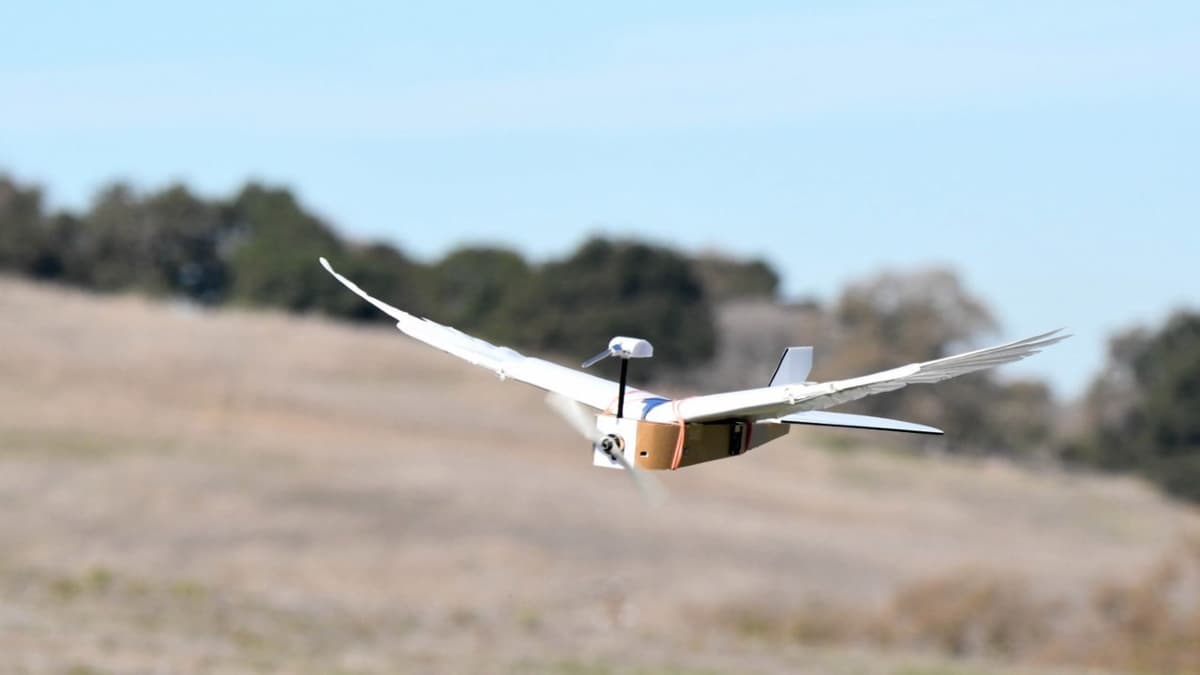 Des chercheurs dévoilent un dronepigeon, équipé de vraies plumes