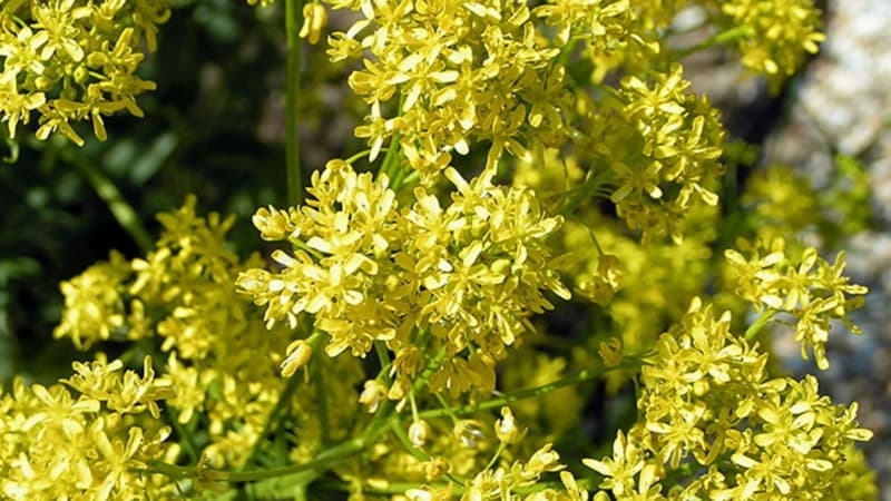 Le pastel du teinturier est une plante verte aux fleurs jaunes dont on extrait un pigment naturel bleu.