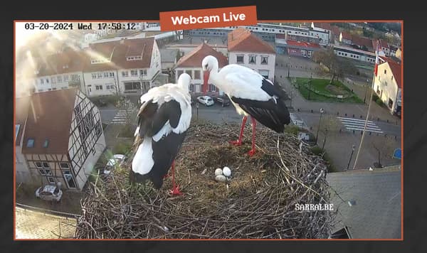 La webcam installée par la ville de Sarralbe, en Moselle, pour observer le nid des cigognes.