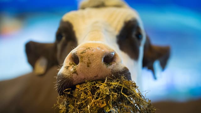 Une vache lors du salon de l'Agriculture (PHOTO D'ILLUSTRATION).