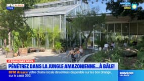 C beau chez nous: un air de forêt amazionienne