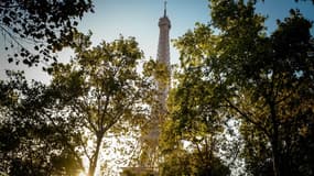 La Ville de Paris offre des arbres à ceux désirant participer à l’accroissement du patrimoine arboré de la capitale (photo d'illustration).