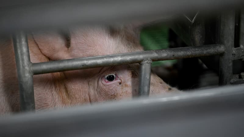 Bretagne: enquête ouverte sur la ferme aux 12.000 cochons jugée 