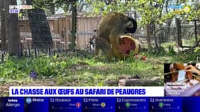 La chasse aux œufs du safari de Peaugres