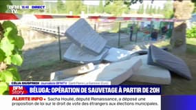 Béluga dans la Seine: l'opération d'évacuation se prépare