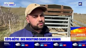Côte-Rôtie: des vignerons remplacent les pesticides... par des moutons