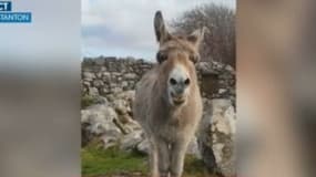 Découvrez Harriet, une ânesse star du net
