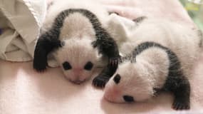 Zoo de Beauval: les bébés pandas ont 1 mois 