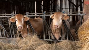 Des vaches dans une ferme du Gers, le 11 décembre 2025 (photo d'illustration). 