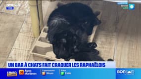 Saint-Raphaël: un bar à chats fait craquer la population