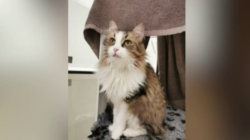 Le chat Neko écrasé par un TGV: la SNCF fait appel de sa condamnation