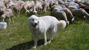 Un chien de protection du bétail (communément appelé Patou) monte la garde près d'un troupeau de moutons près de Saint-Etienne-les-Orgues, dans le sud-est de la France, le 27 juin 2024.