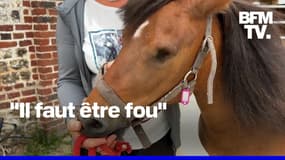 Des chevaux retrouvés mutilés en Normandie après une nouvelle série d'attaques