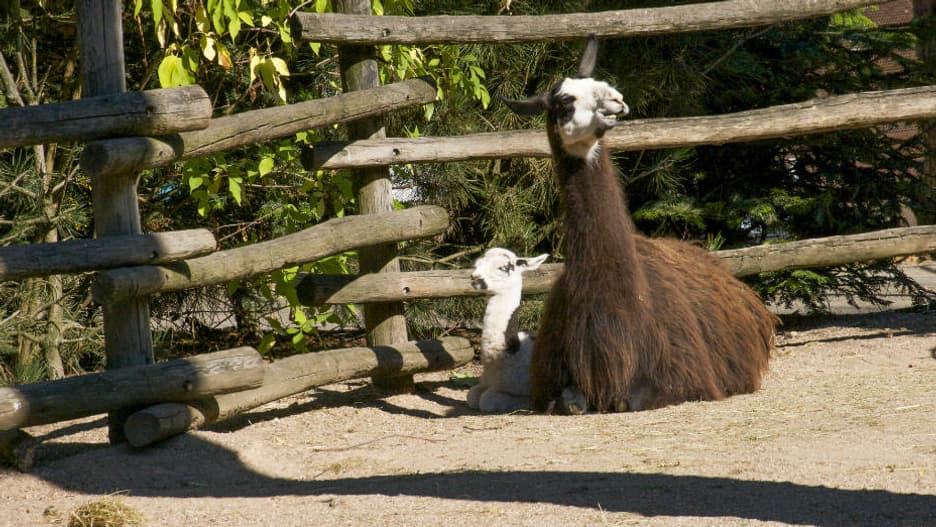 Un lama. 