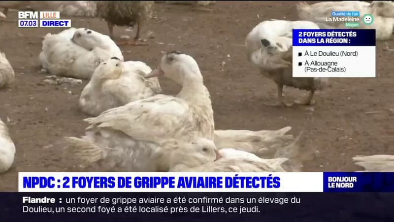 Nord-Pas-de-Calais: deux foyers de grippe aviaire détectés