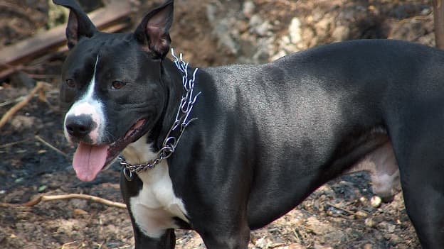 « Tous les chiens, quelle que soit la race, quel que soit le croisement, sont  potentiellement susceptibles d'être dangereux », souligne une vétérinaire…