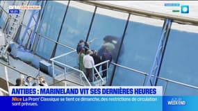 Antibes: Marineland vit ses dernières heures avant la fermeture du parc