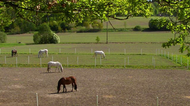 Un élevage de chevaux soupçonné de maltraitances, dans le Lot (image d'illustration)
