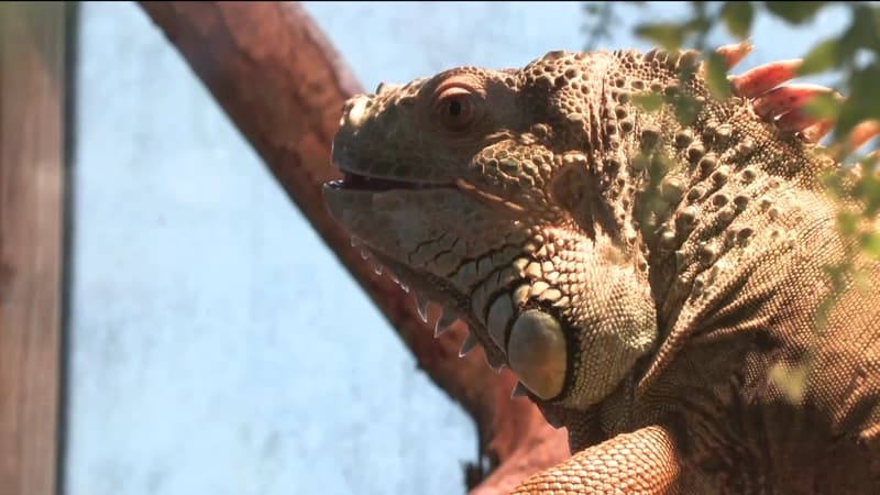 Avec la hausse du prix de l'énergie, les abandons de reptiles se multiplient