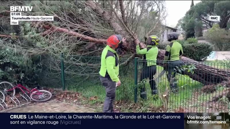 Face aux vents dans les Pyrénées-Orientales, les entreprises d'élagage sont submergées d’appels