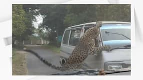 Un léopard attaque un véhicule près du Rain Forest Research Institute, Jorhat, en Inde, le lundi 26 décembre 2022.