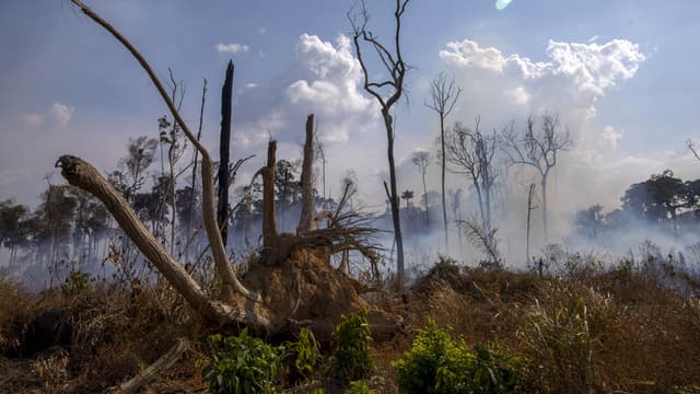 Une forêt touchée par un incendie près de Novo Progresso (Brésil) le 25 août 2019.