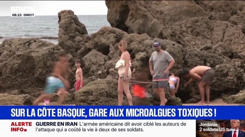 47 cas d'intoxication liés à l'ostreopsis entre le 11 et le 14 juillet sur la côte basque