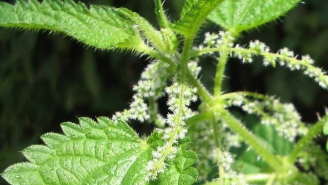 Orties "Urtica Dioica" (PHOTO D4ILLUSTRATION°