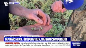 La météo estivale a aussi impacté la production de pois chiches en Essonne