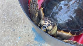 Romane, la tortue Caouanne relâchée en Méditerranée le mardi 20 août 2024 après plusieurs mois de soin au Centre de réhabilitation de la faune sauvage. 