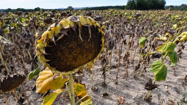 64 départements ont été placés en alerte sécheresse en France métropolitaine, dont 13 se trouvent en situation de crise. (illustration)