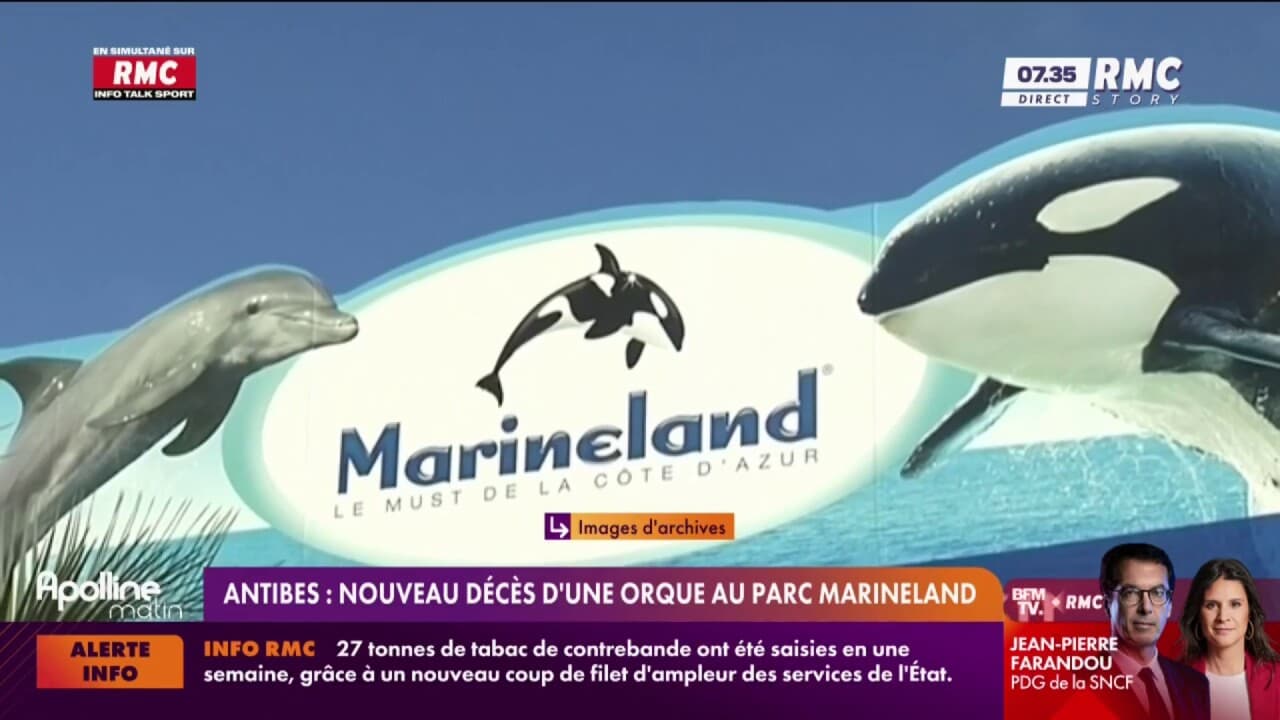 Antibes : nouveau décès d'une orque au parc Marineland