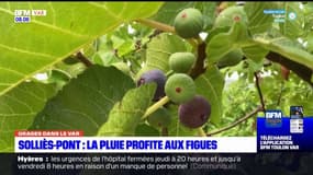 Var: la pluie des intempéries profite aux figues à Solliès-Pont