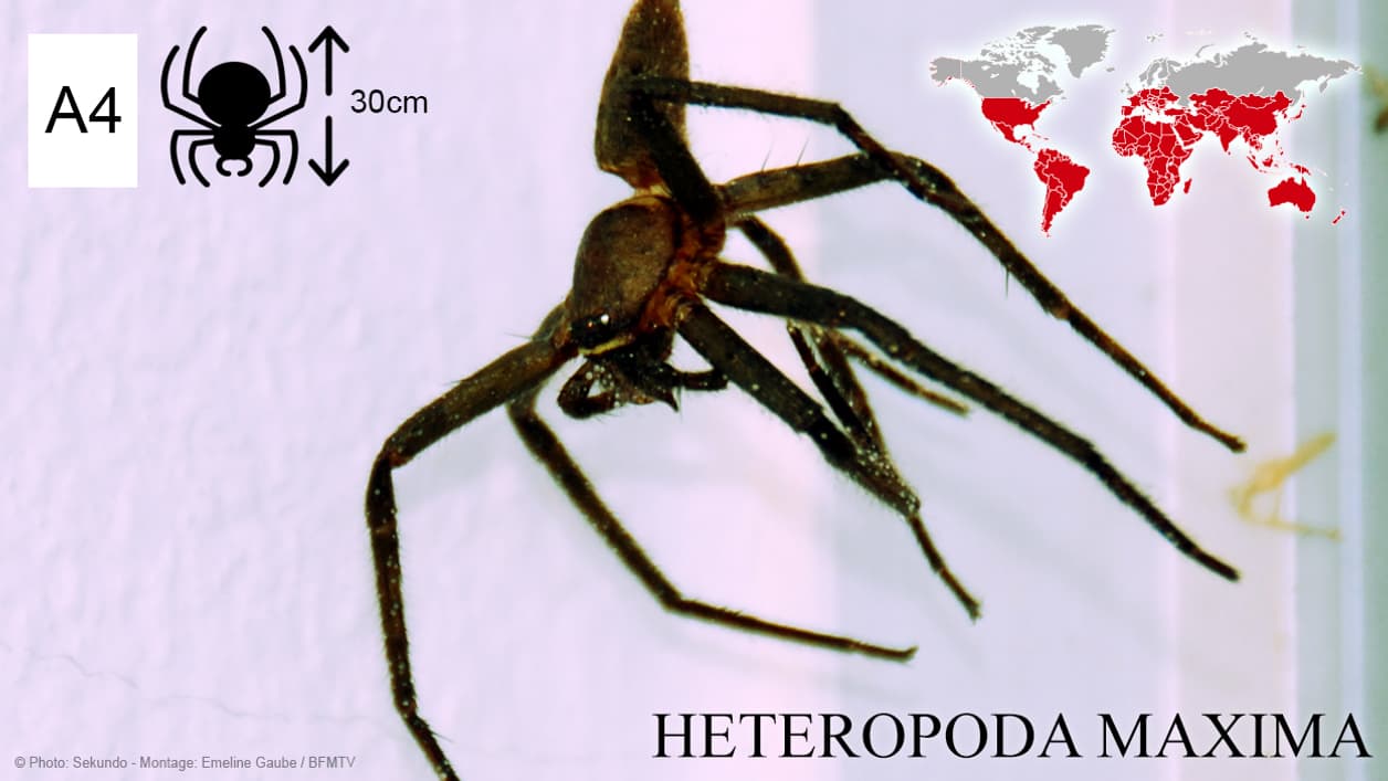 Heteropoda maxima, la plus grosse araignée du monde Heteropoda maxima, la plus grosse araignée du monde