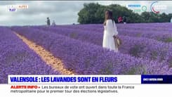 Valensole: la lavande est en fleurs