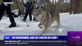 Une randonnée pour casser les idées reçues sur le loup